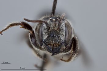 Media type: image;   Entomology 785768 Aspect: head frontal view